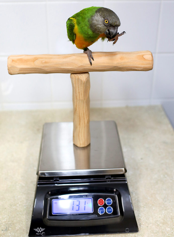 Senegal Parrot on Scale