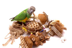 Senegal Parrot with Seaside Sampler 5 Toy Bundle