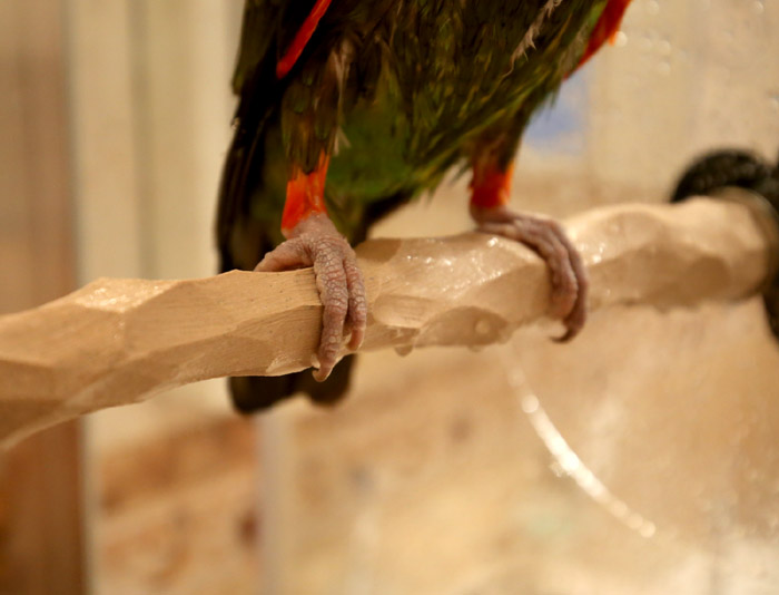 Comfortable shower perch for parrots