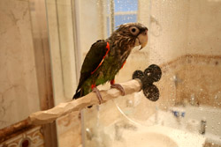 Shower NU Perch for Parrot