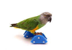 Bird Skates