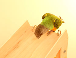 Senegal Parrot Slide