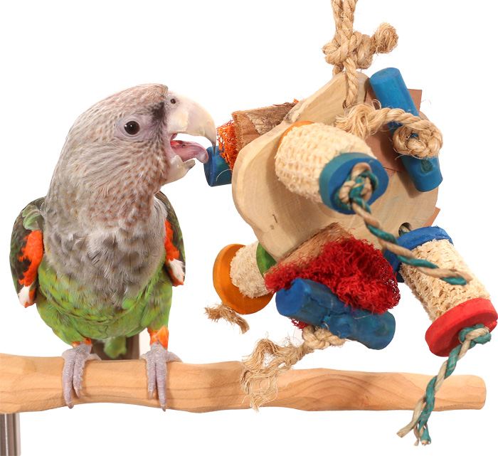 Smorgasbord Mid-Size Parrot Toy with Cape Parrot