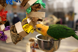 Caique playing with Softwood Wreath Parrot Toy