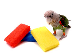 Cage Cleaning Sponge 3 Pack with Cape Parrot