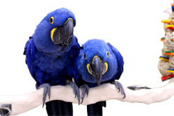 Hyacinth Macaw Play Stand