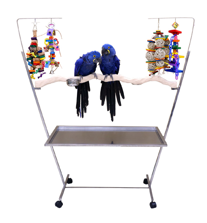 Stainless Steel Parrot Stand