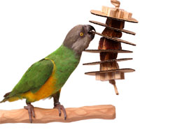 Senegal Parrot woth Woodland Parrot Short Stack Toy