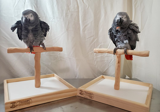 Alex Studies African Greys on Tabletop NU Perch