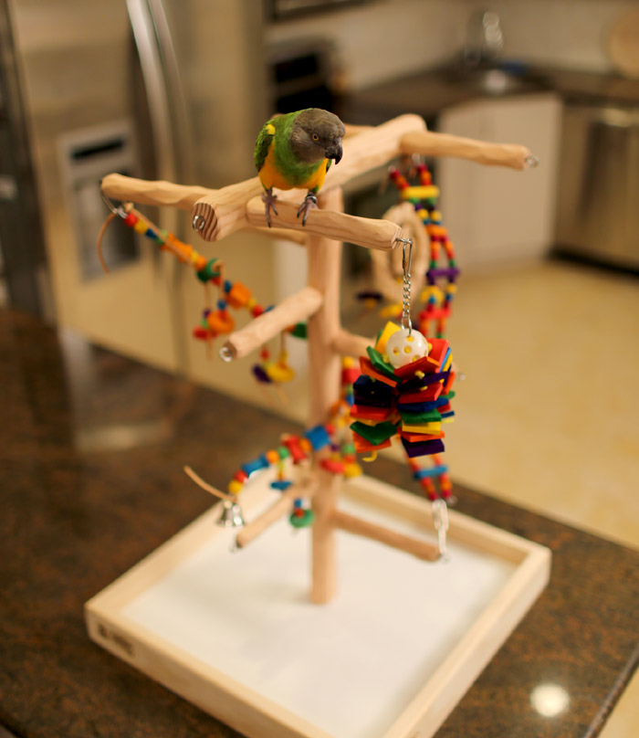 Tabletop Parrot Climbing Tree in Kitchen