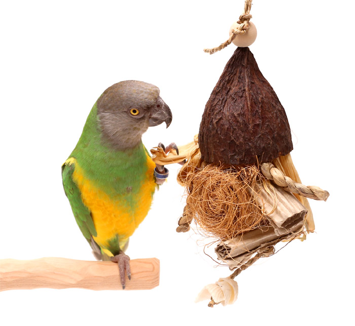 Senegal Parrot with Seaside Tiki Hut Small Parrot Toy