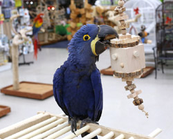 Hyacinth Macaw playing with Woodland Parrot Timberland Toy