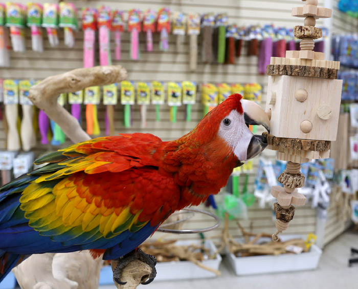 Scarlet Macaw playing with Woodland Parrot Timberland Toy