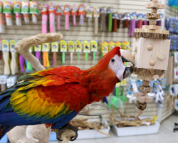 Scarlet Macaw playing with Woodland Parrot Timberland Toy