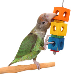 Cape Parrot chewing up Traffic Light Small Parrot Toy