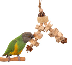 Senegal Parrot with Woodland Parrot Trail Small Parrot Toy