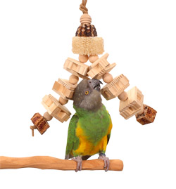 Senegal Parrot with Woodland Parrot Trail Small Parrot Toy