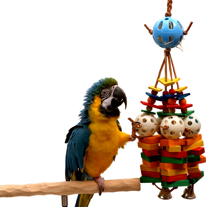 Macaw with Tropical Bliss Toy