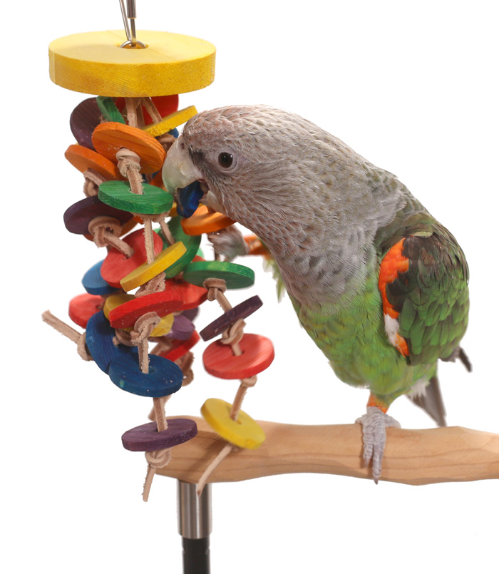 Cape Parrot chewing Tropical Circles Parrot Toy