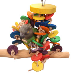 Senegal Parrot with Tropical Circles Small/Medium Parrot Toy