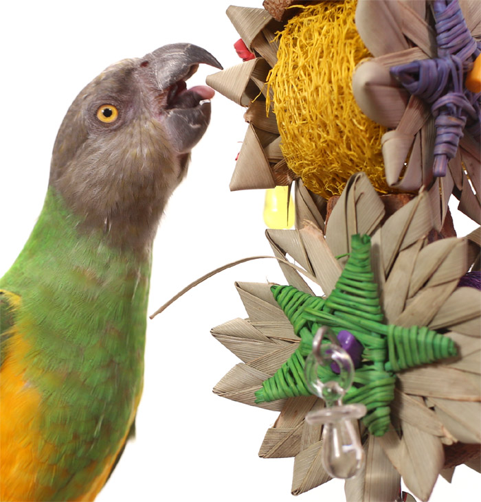 Close up of Tropical Corsage Medium Parrot Toy with Senegal Parrot