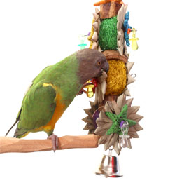 Senegal Parrot playing with Tropical Corsage Medium Parrot Toy