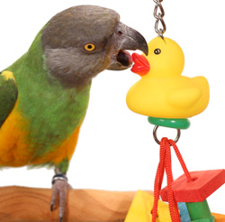 Senegal Parrot chewing Tropical Duck Toy