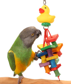 Senegal Parrot with Tropical Duck Small Parrot Toy