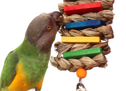 Senegal Parrot playing with Tropical Harbor Small Parrot Toy