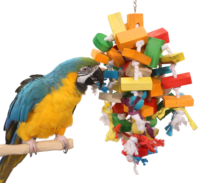 Blue and Gold Macaw playing with Natural Jubilee Large Parrot Toy