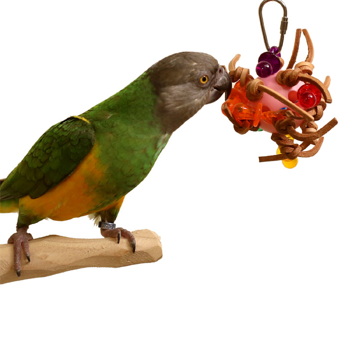 Tropical mist Toy for Senegal Parrot