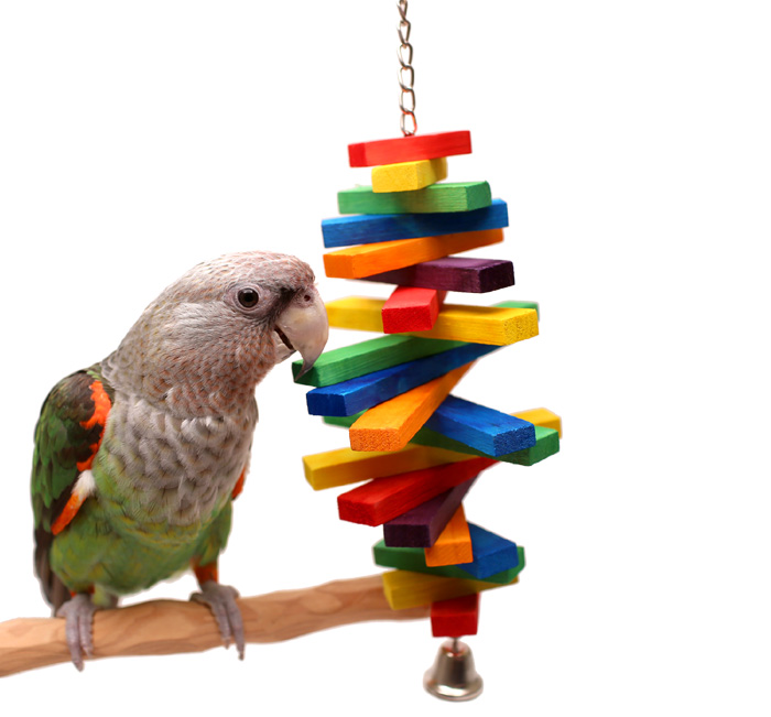 Cape Parrot with Tropical Rainbow Toy