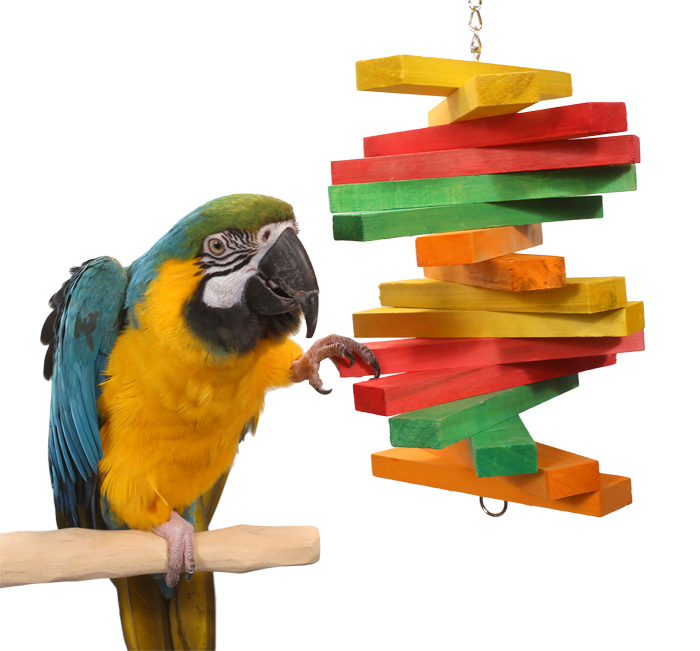 Blue and Gold Macaw playing with Tropical Rainbow Large Parrot Toy