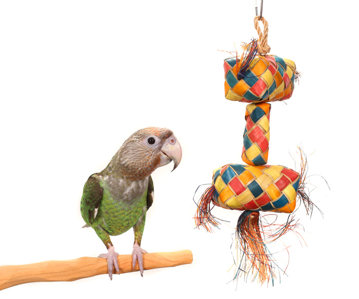 Cape Parrot with Tropical Shredder Medium Parrot Toy