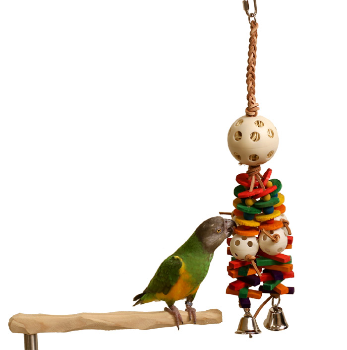 Tropical Thunder Toy with Senegal Parrot