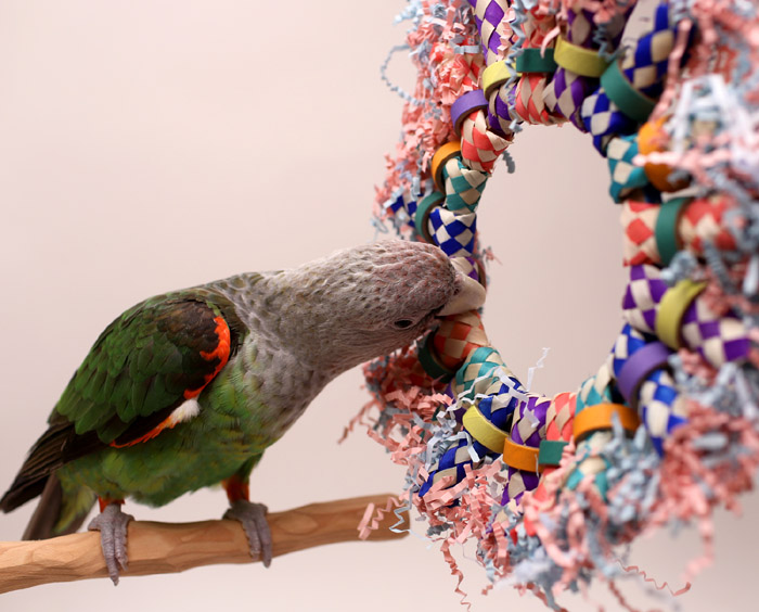 Cape Parrot playing with Tropical Wreath Small Parrot Toy