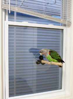 Perch on Window