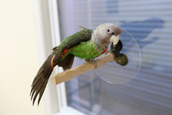 Parrot Window Perch