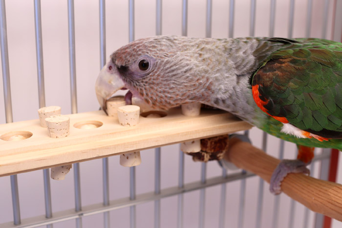 Cape Parrot chewing Woodberry Bolt-On Toy