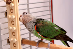 Cape Parrot chewing Woodberry Parrot Toy in vertical orientation