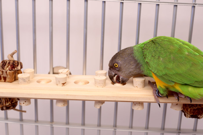 Senegal Parrot playing with Woodberry Medium Bolt-On Parrot Toy