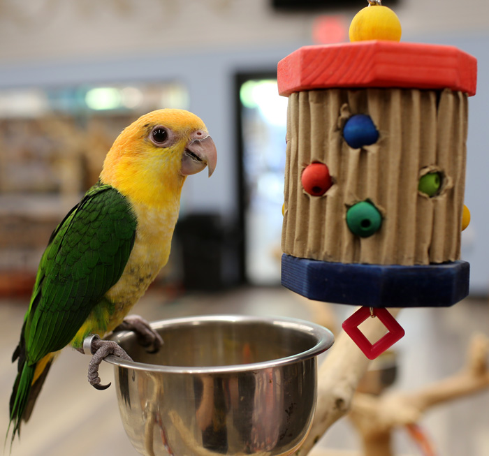 Caique with Small Woodpecker Parrot Toy