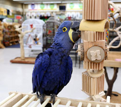 Hyacinth Macaw playing with Woodland Parrot Grizzly Toy