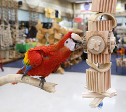 Scarlet Macaw playing with Woodland Parrot Grizzly Toy