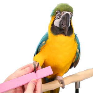 Parrot Care