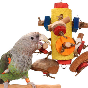 Parrot Wizard Bird Toys